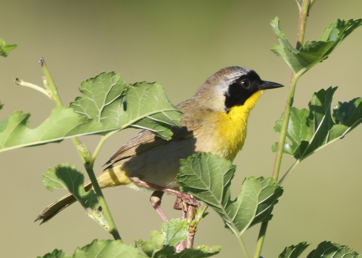 Common Yellowthroat (trichas Group) - ML619999268