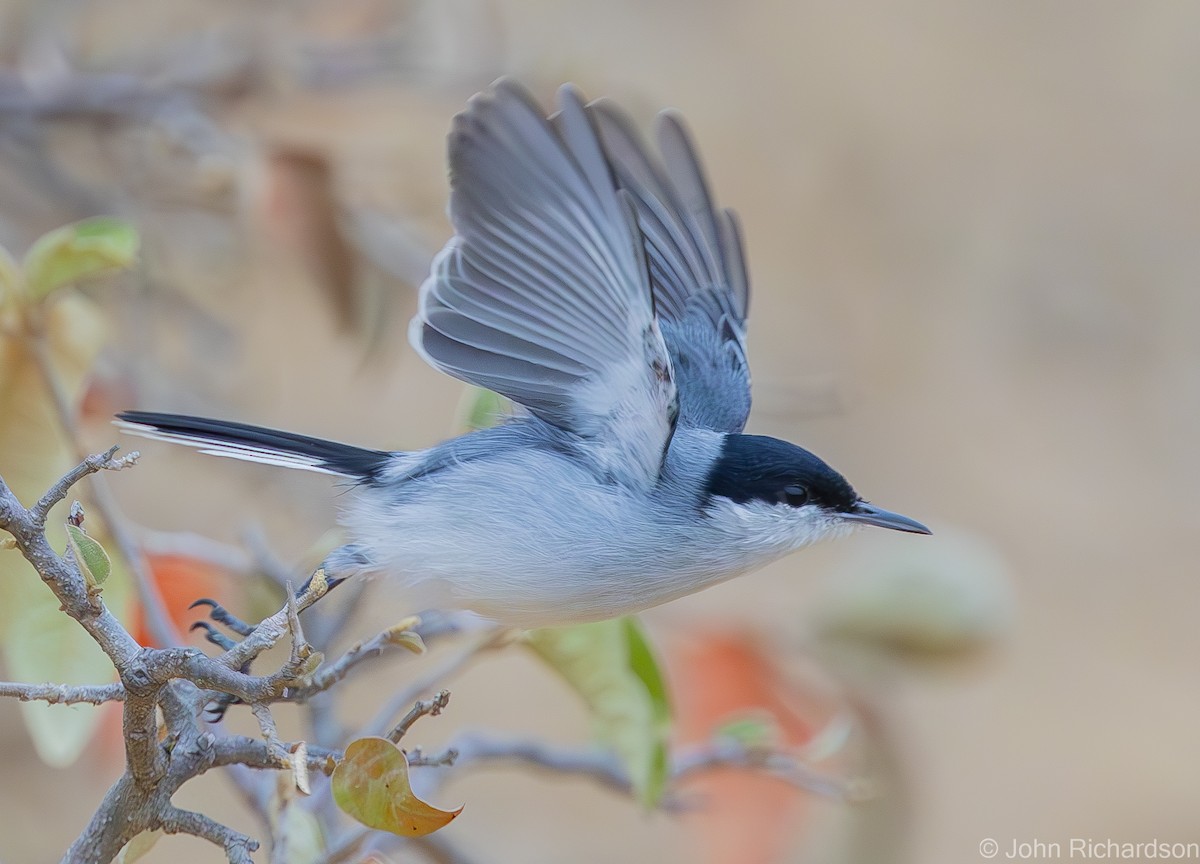 Tropical Gnatcatcher - ML619999269