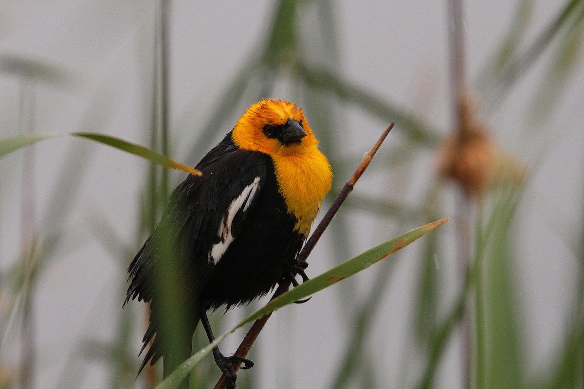 Yellow-headed Blackbird - ML619999296