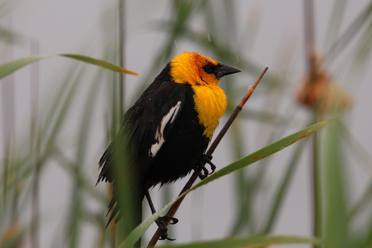 Yellow-headed Blackbird - ML619999297