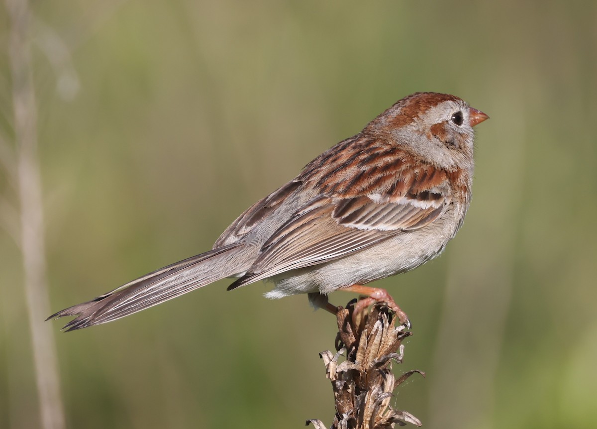 Field Sparrow - ML619999299