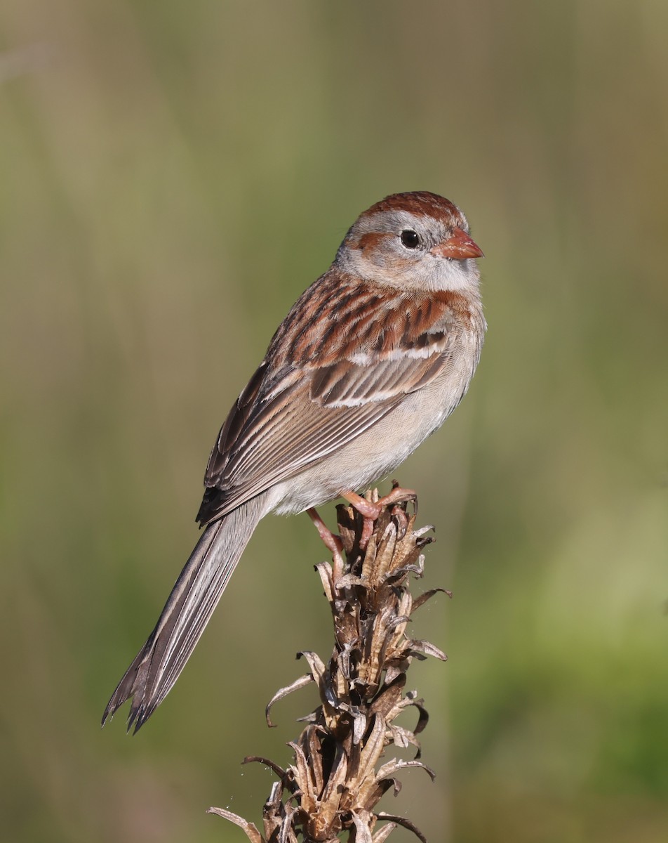 Field Sparrow - ML619999300