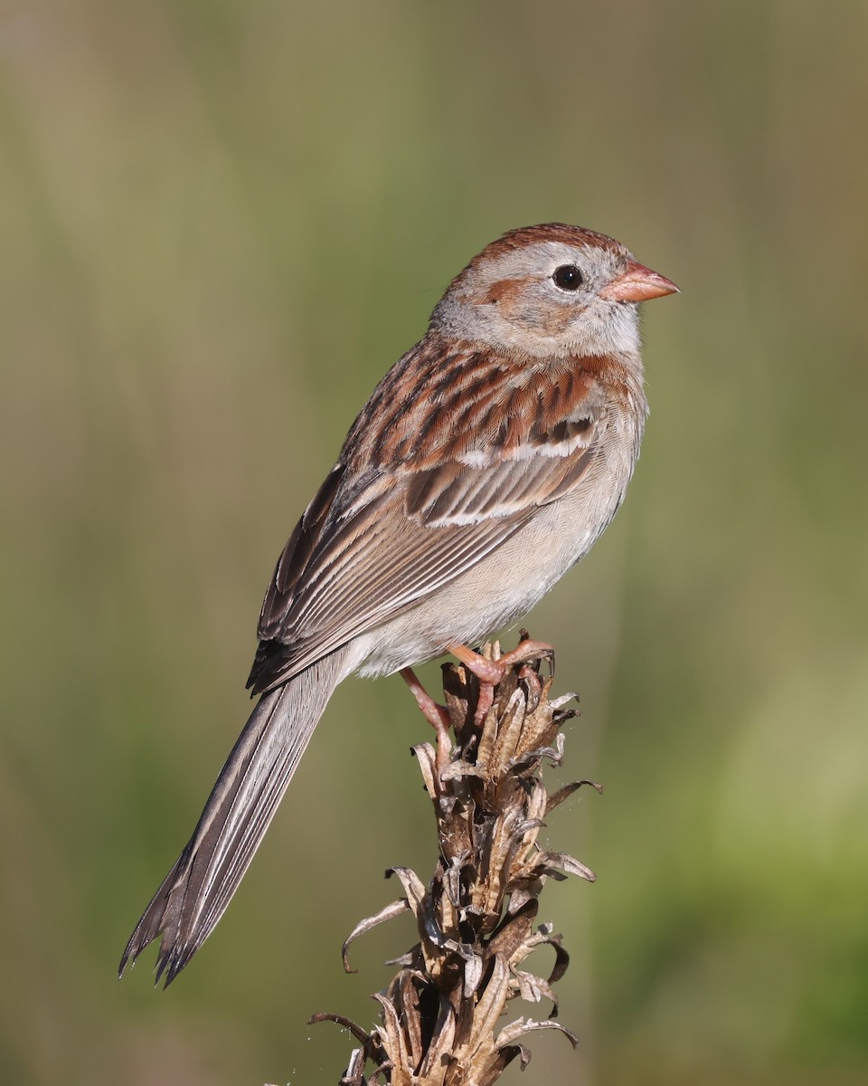 Field Sparrow - ML619999301