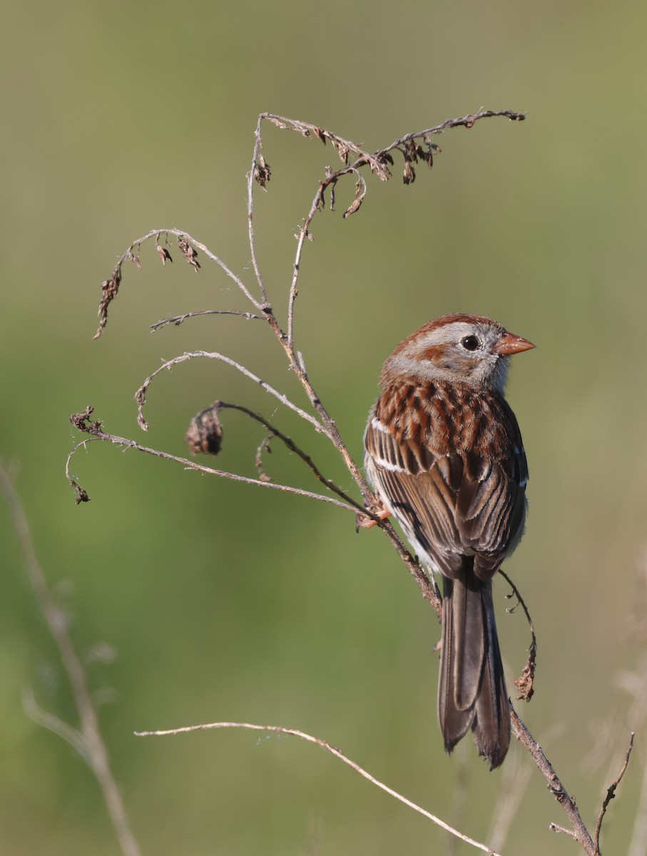 Field Sparrow - ML619999302