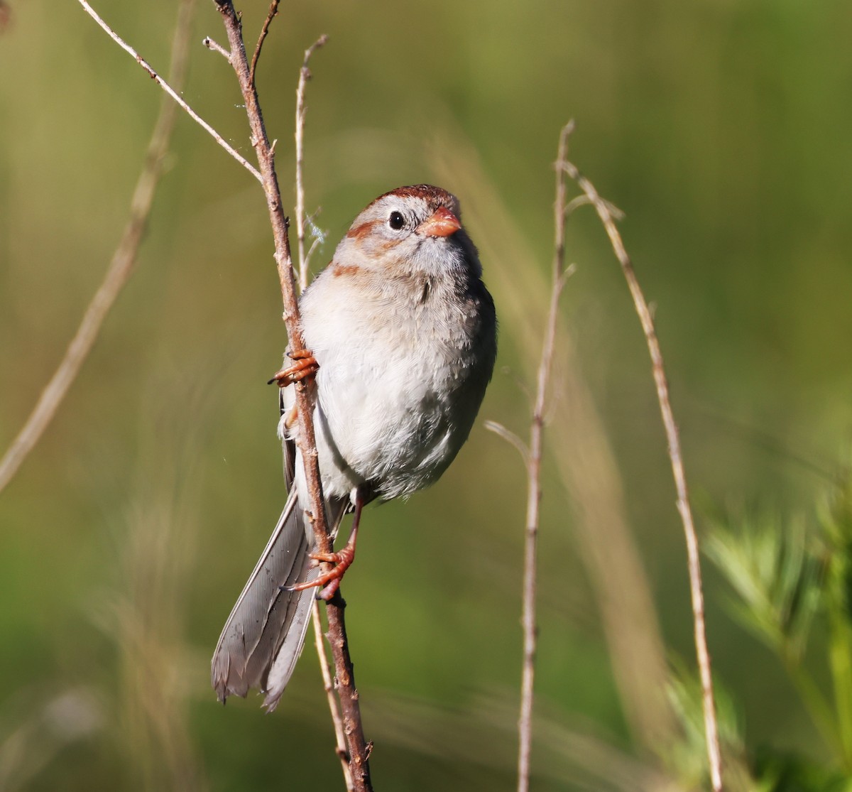 Field Sparrow - ML619999303