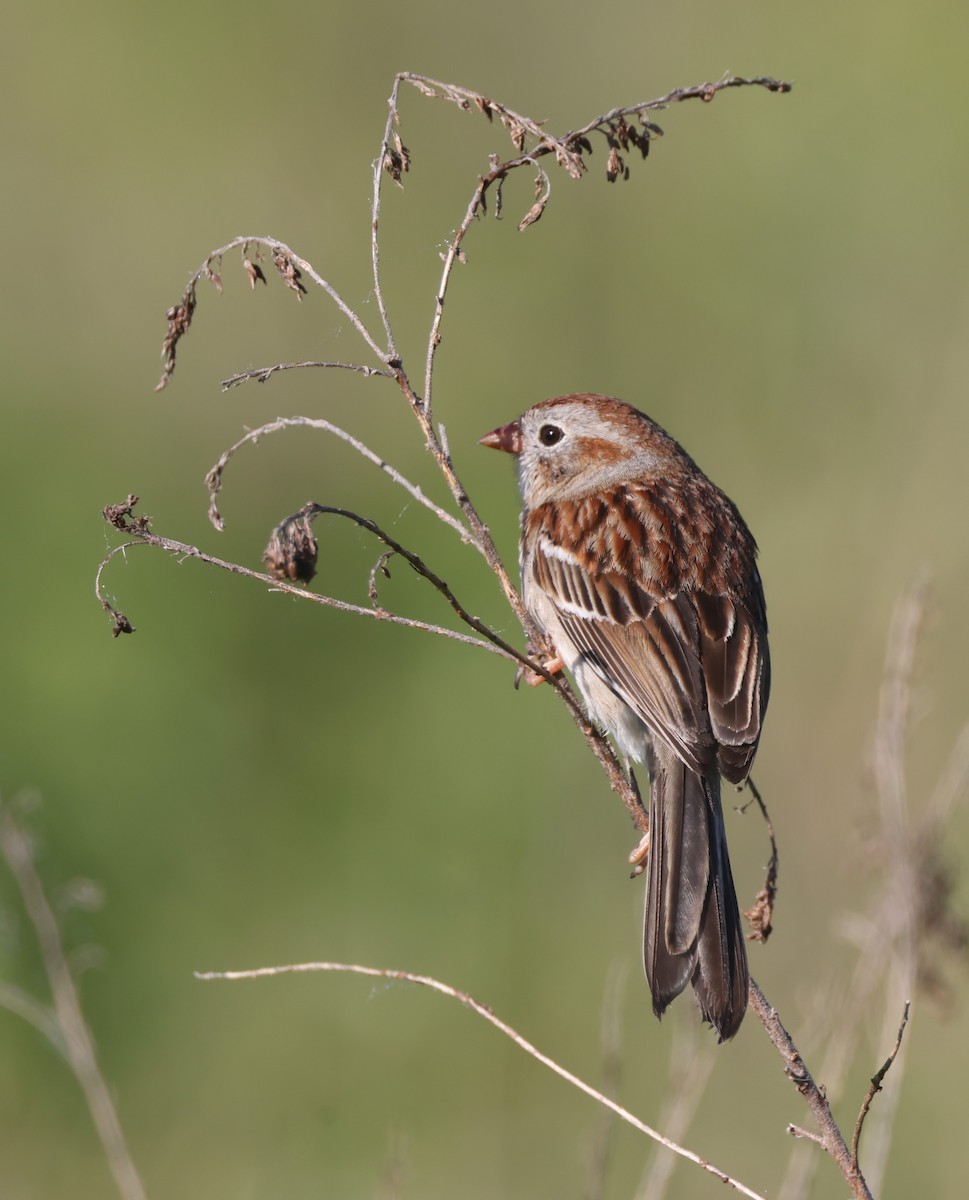 Field Sparrow - ML619999304