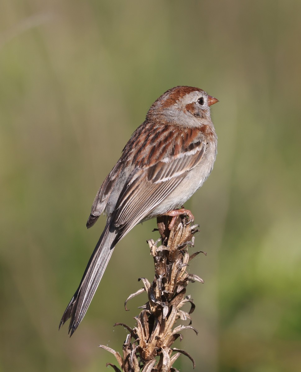 Field Sparrow - ML619999305