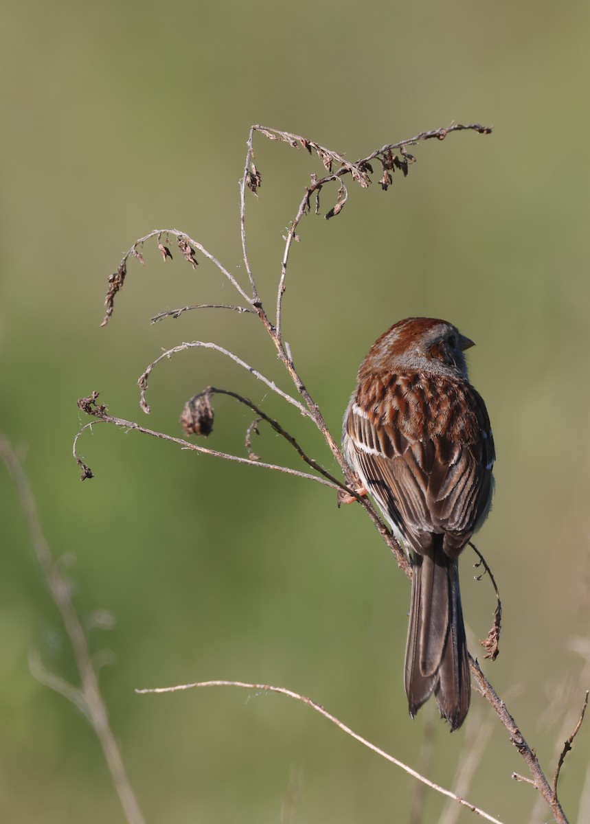 Field Sparrow - ML619999306