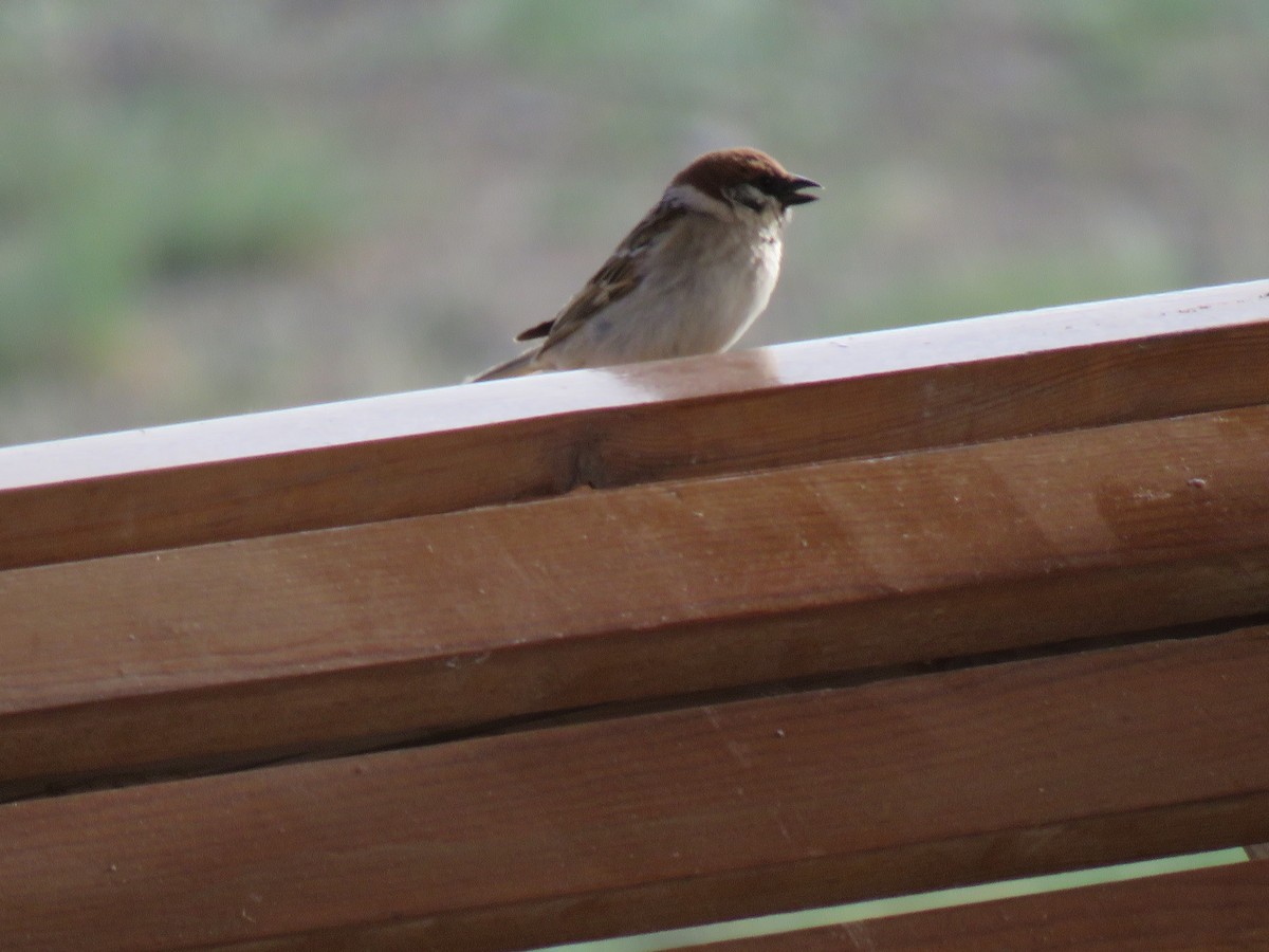Eurasian Tree Sparrow - ML619999308