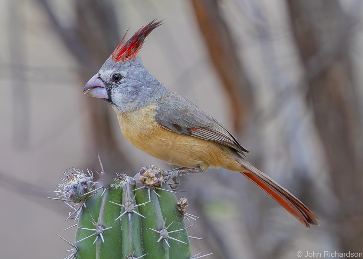 Vermilion Cardinal - ML619999316