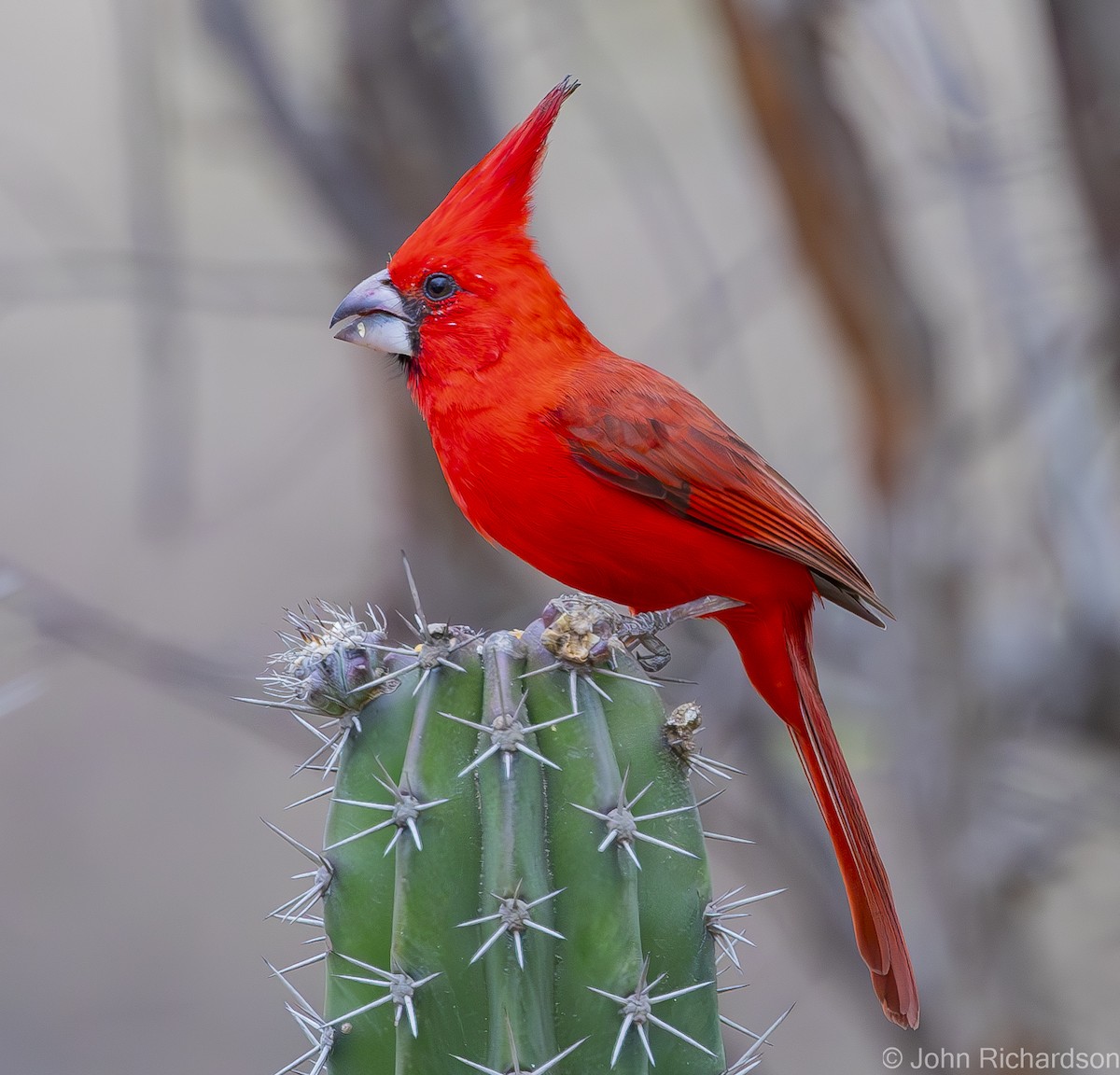 Vermilion Cardinal - John Richardson