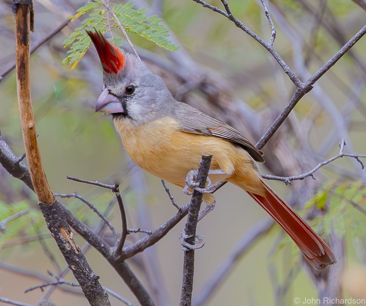 Vermilion Cardinal - ML619999318