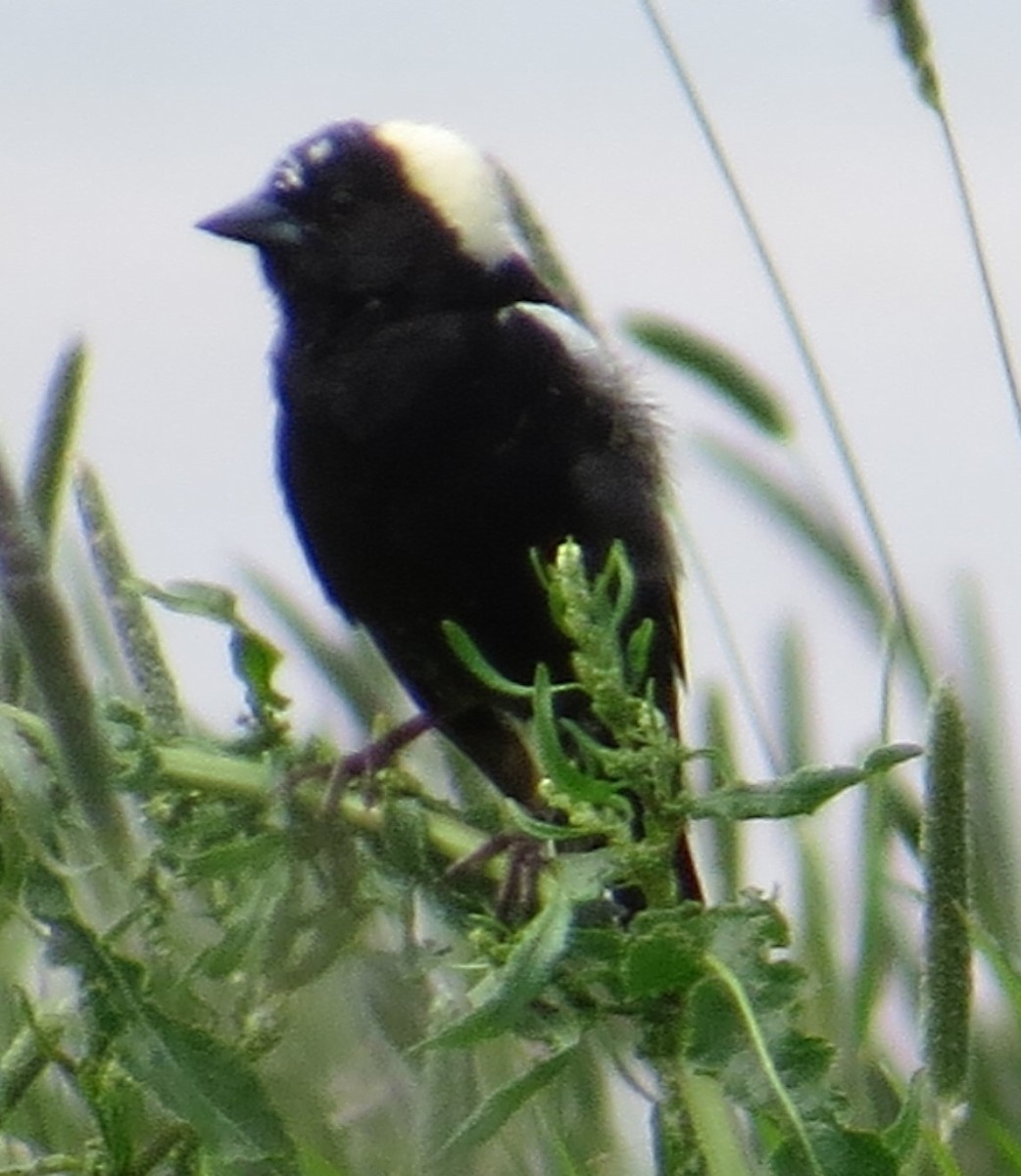 bobolink americký - ML619999325