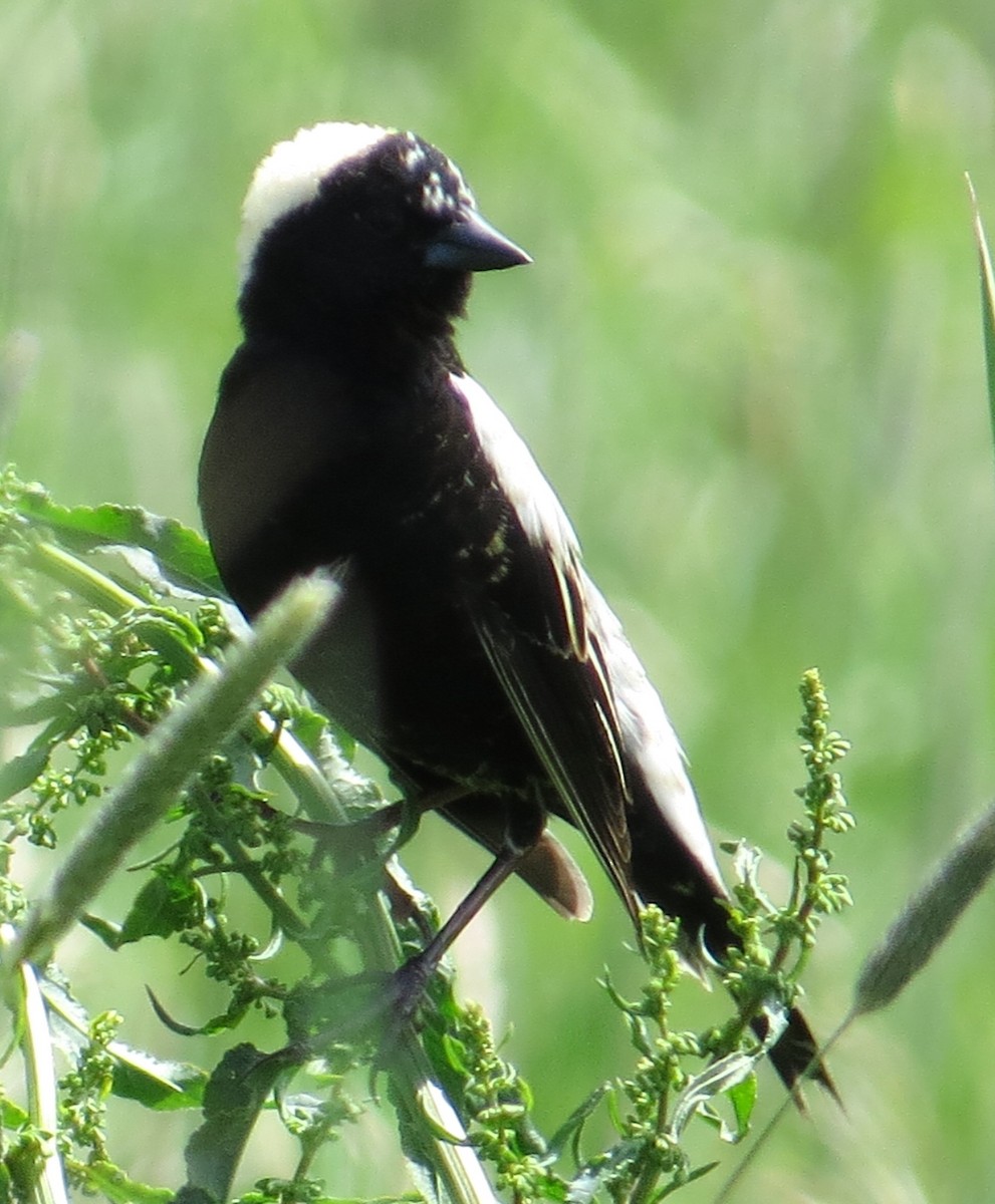 bobolink americký - ML619999329