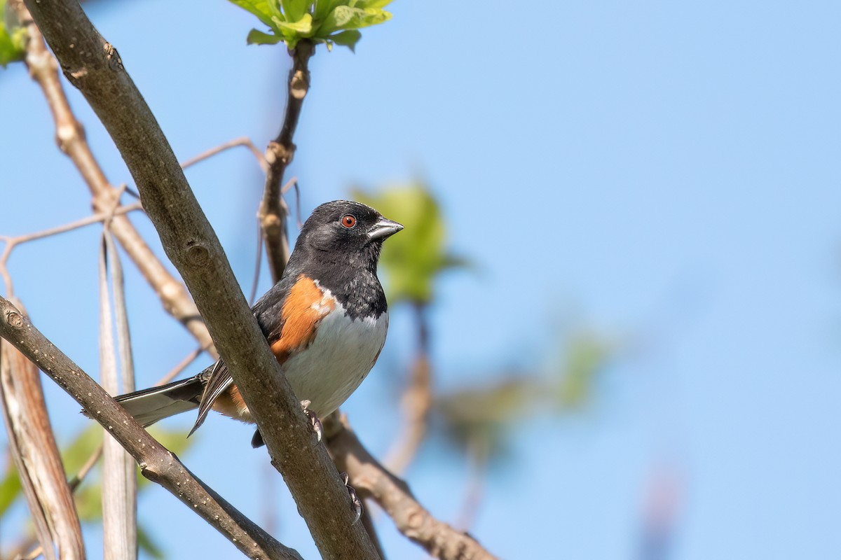 Eastern Towhee - ML619999332