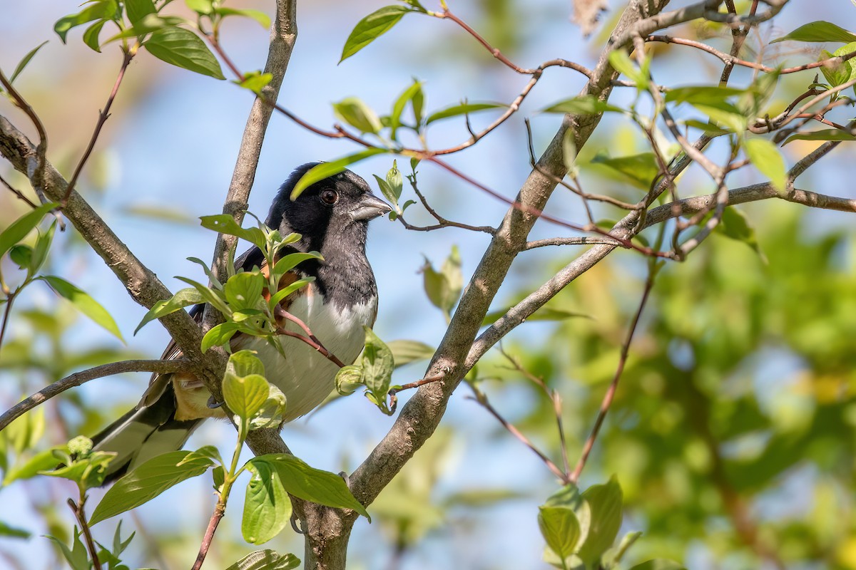 Eastern Towhee - ML619999333