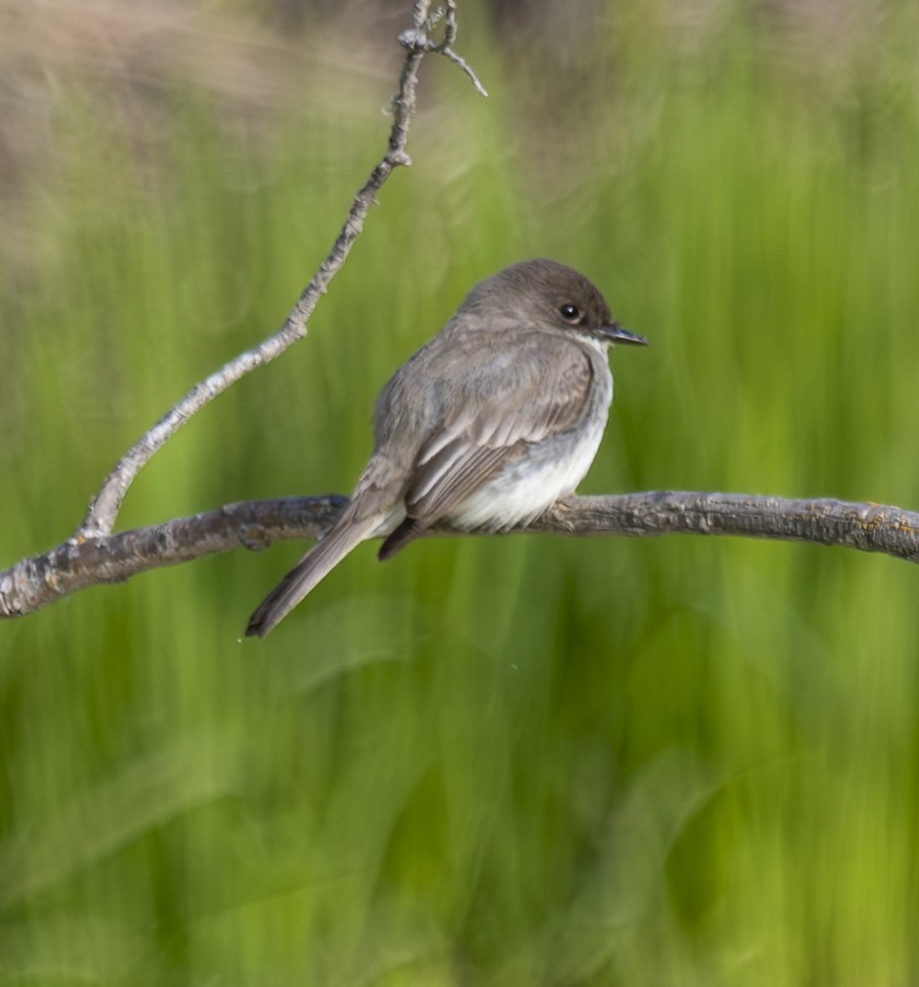 Eastern Phoebe - ML619999337