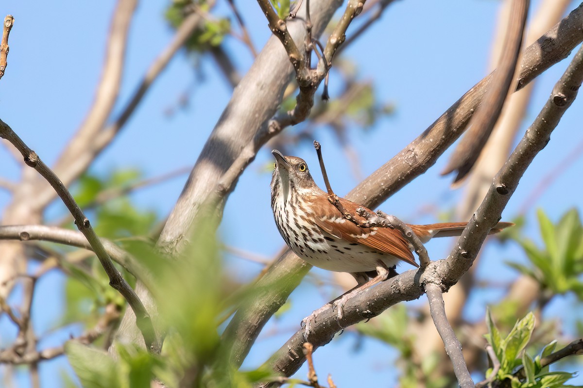 Brown Thrasher - ML619999345