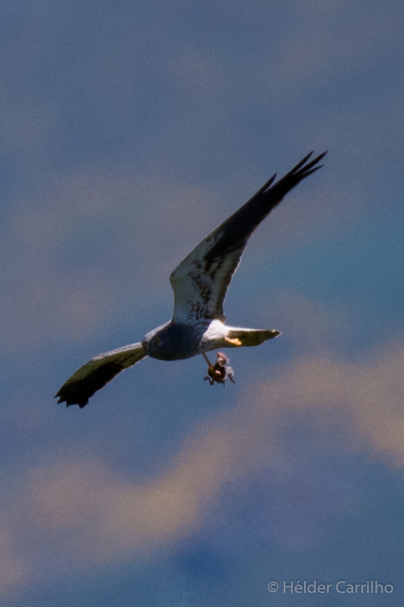 Montagu's Harrier - ML619999354