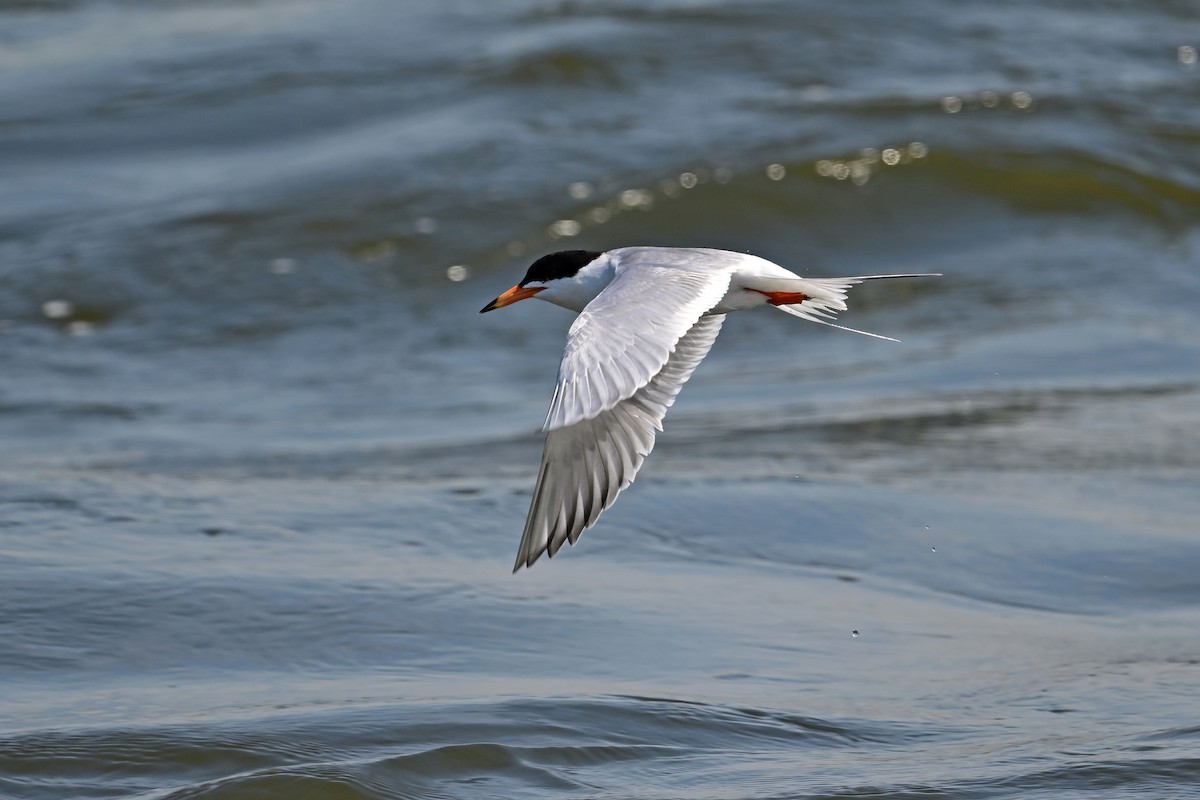 Forster's Tern - ML619999356