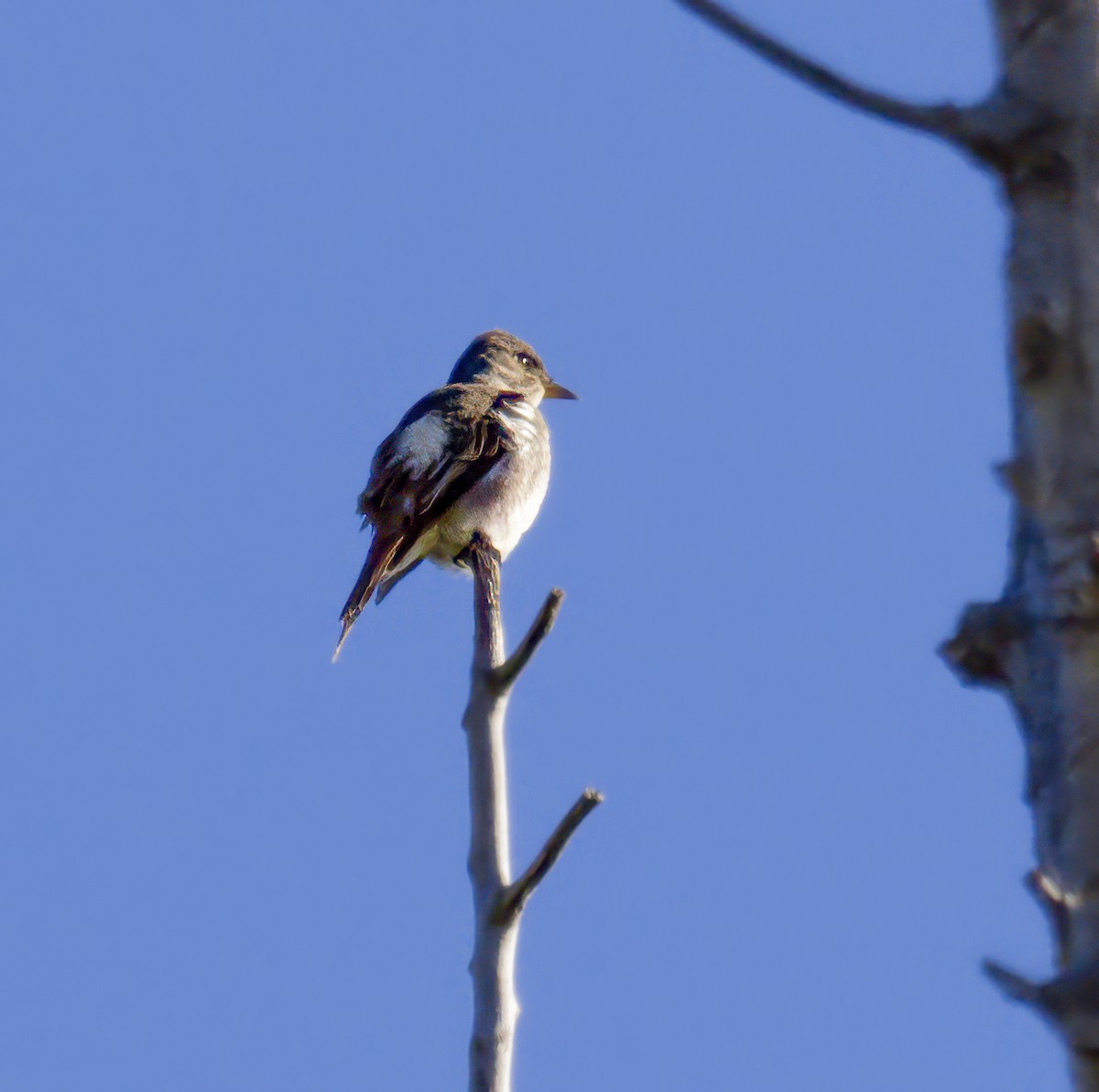 Olive-sided Flycatcher - ML619999360