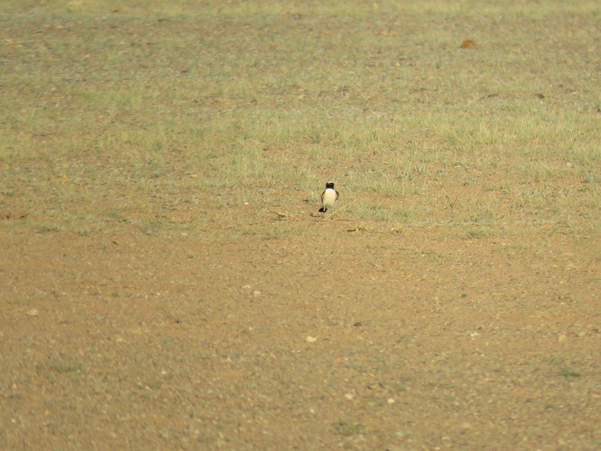 Desert Wheatear - ML619999364