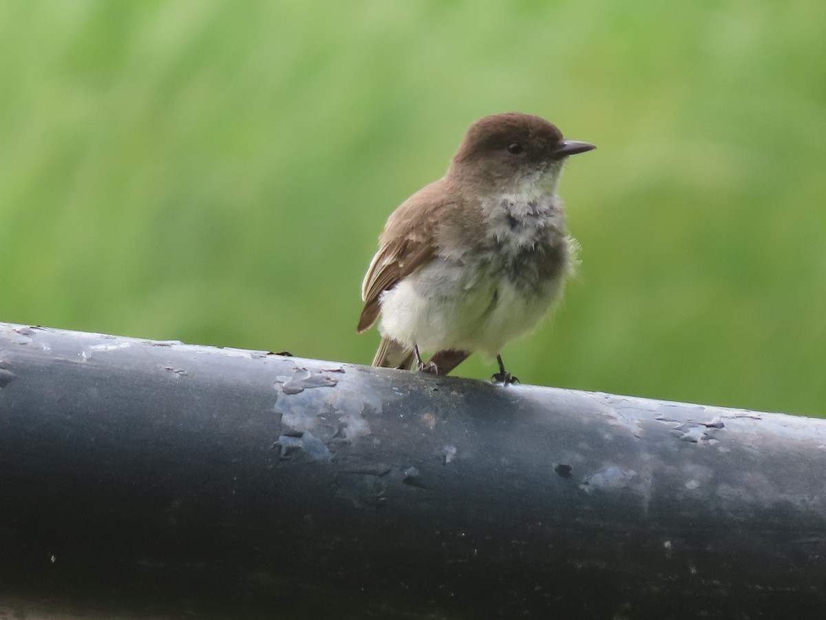 Eastern Phoebe - ML619999373