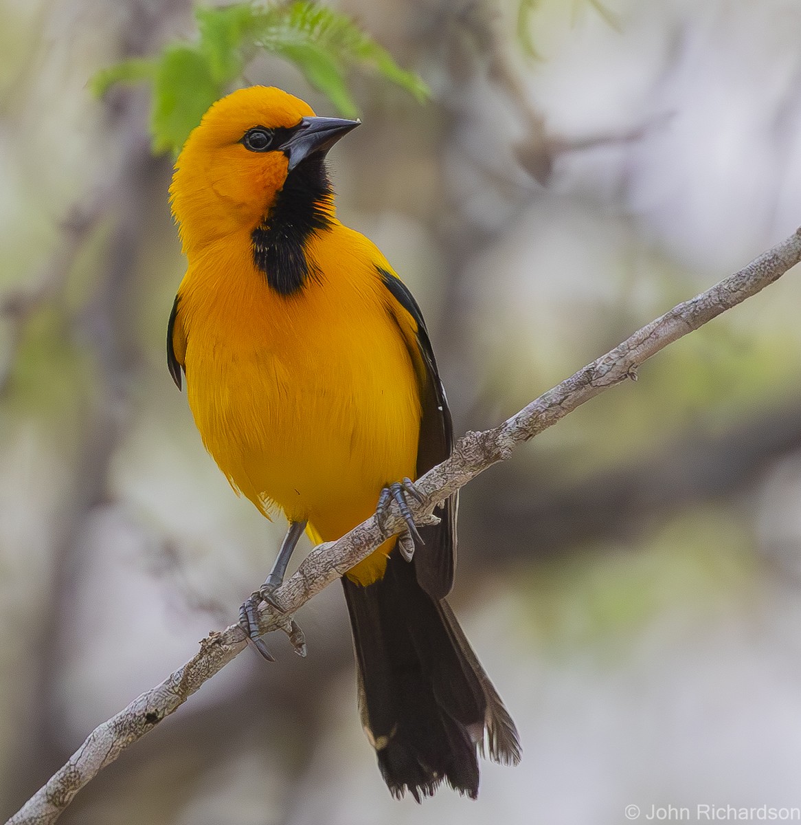 Yellow Oriole - ML619999374