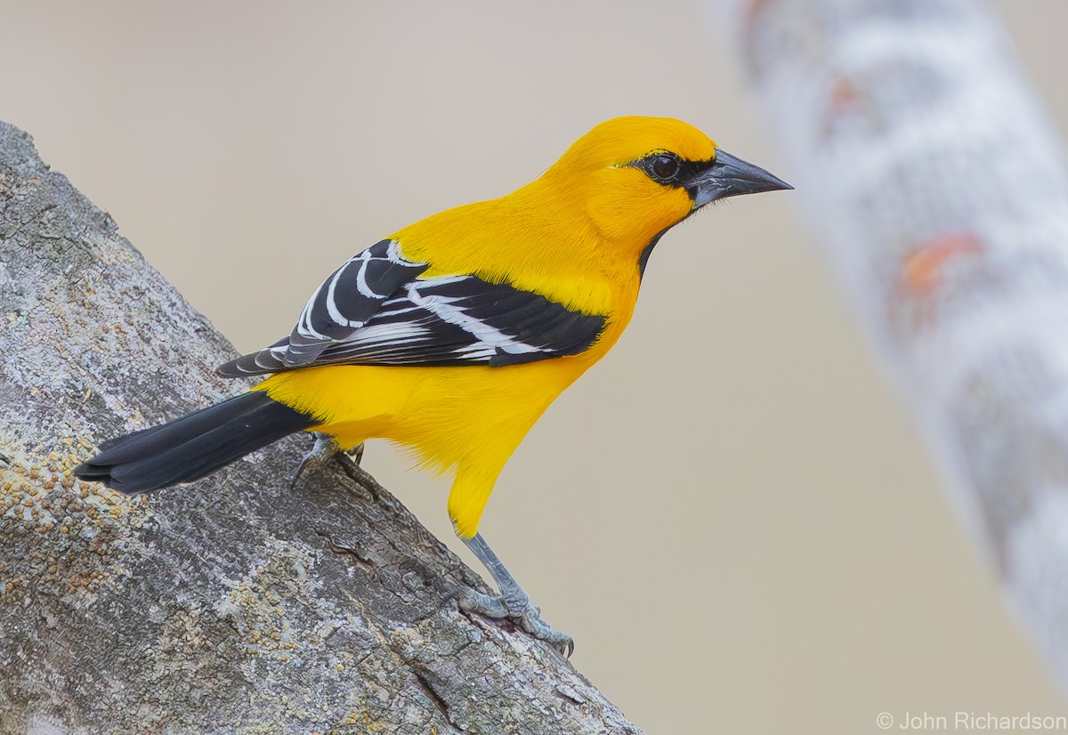 Yellow Oriole - ML619999377