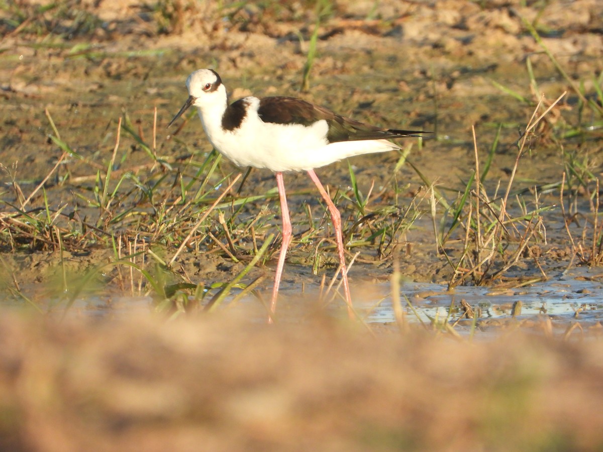 Black-necked Stilt (White-backed) - ML619999395