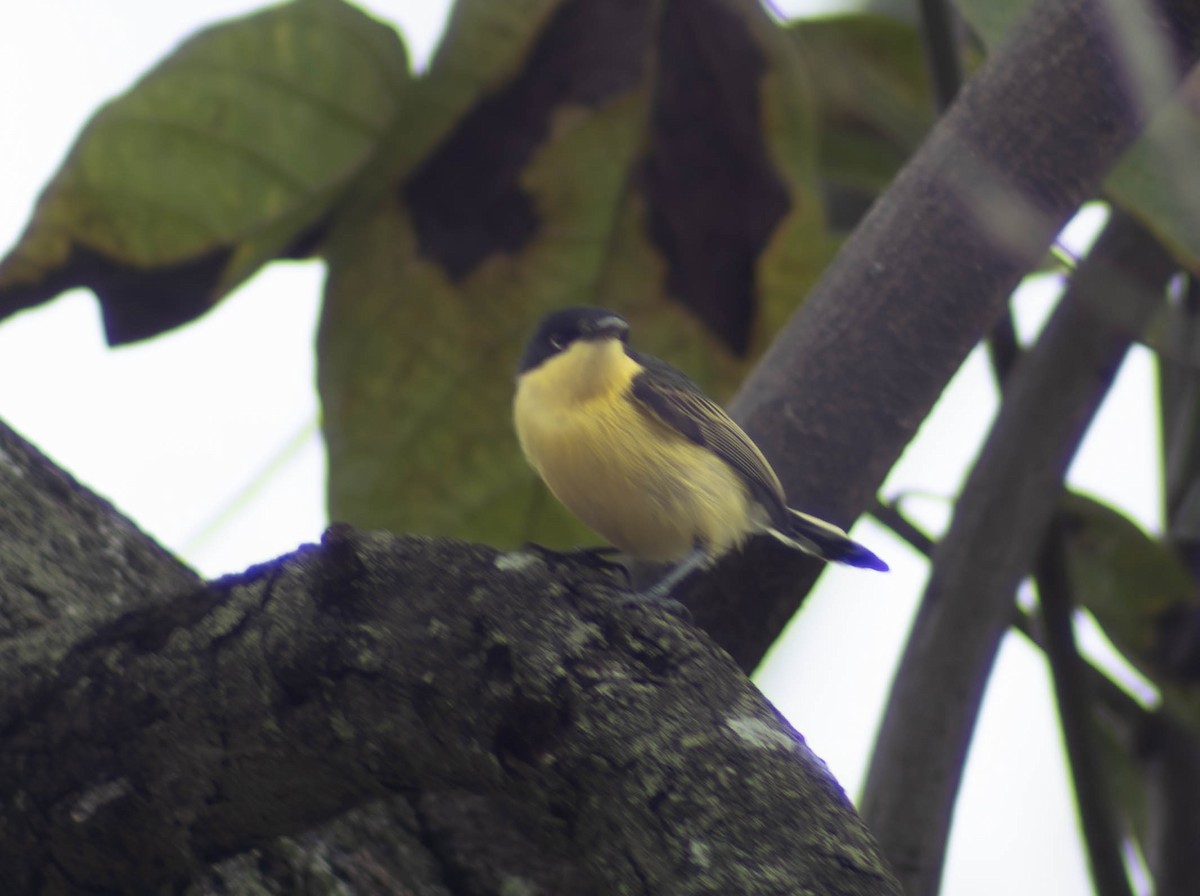 Common Tody-Flycatcher - ML619999412