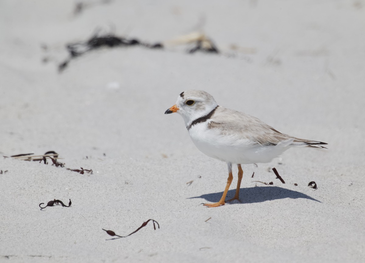 Piping Plover - ML619999418