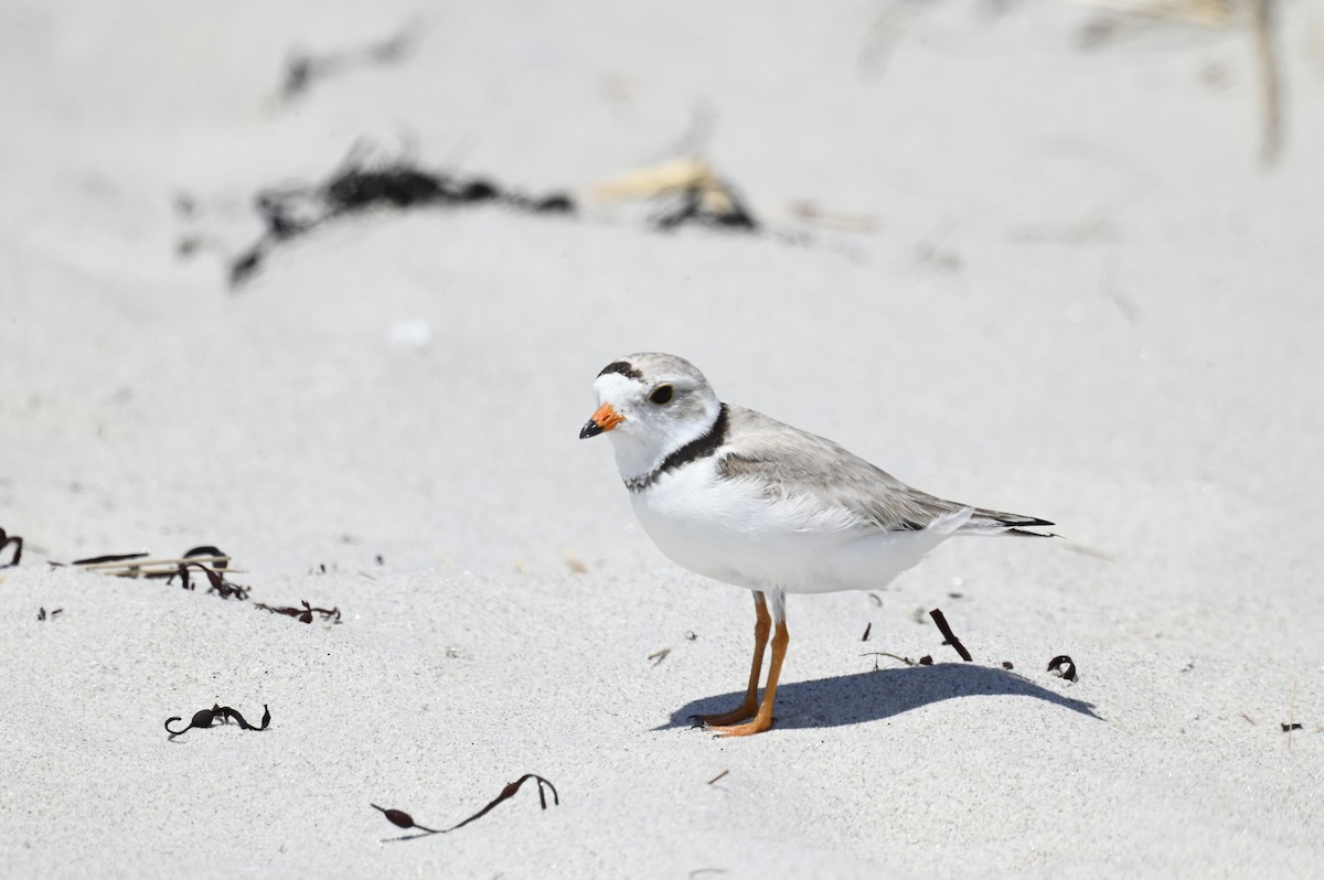Piping Plover - ML619999423
