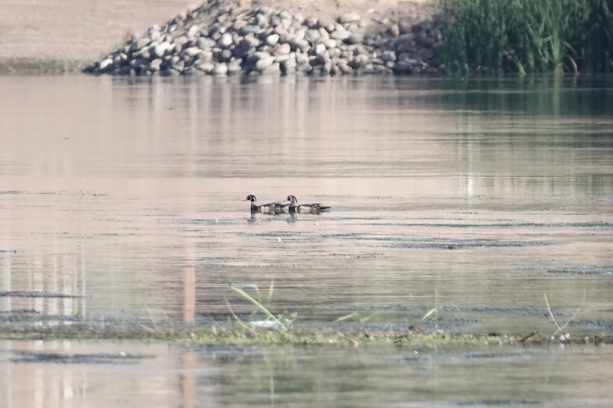 Wood Duck - ML619999430