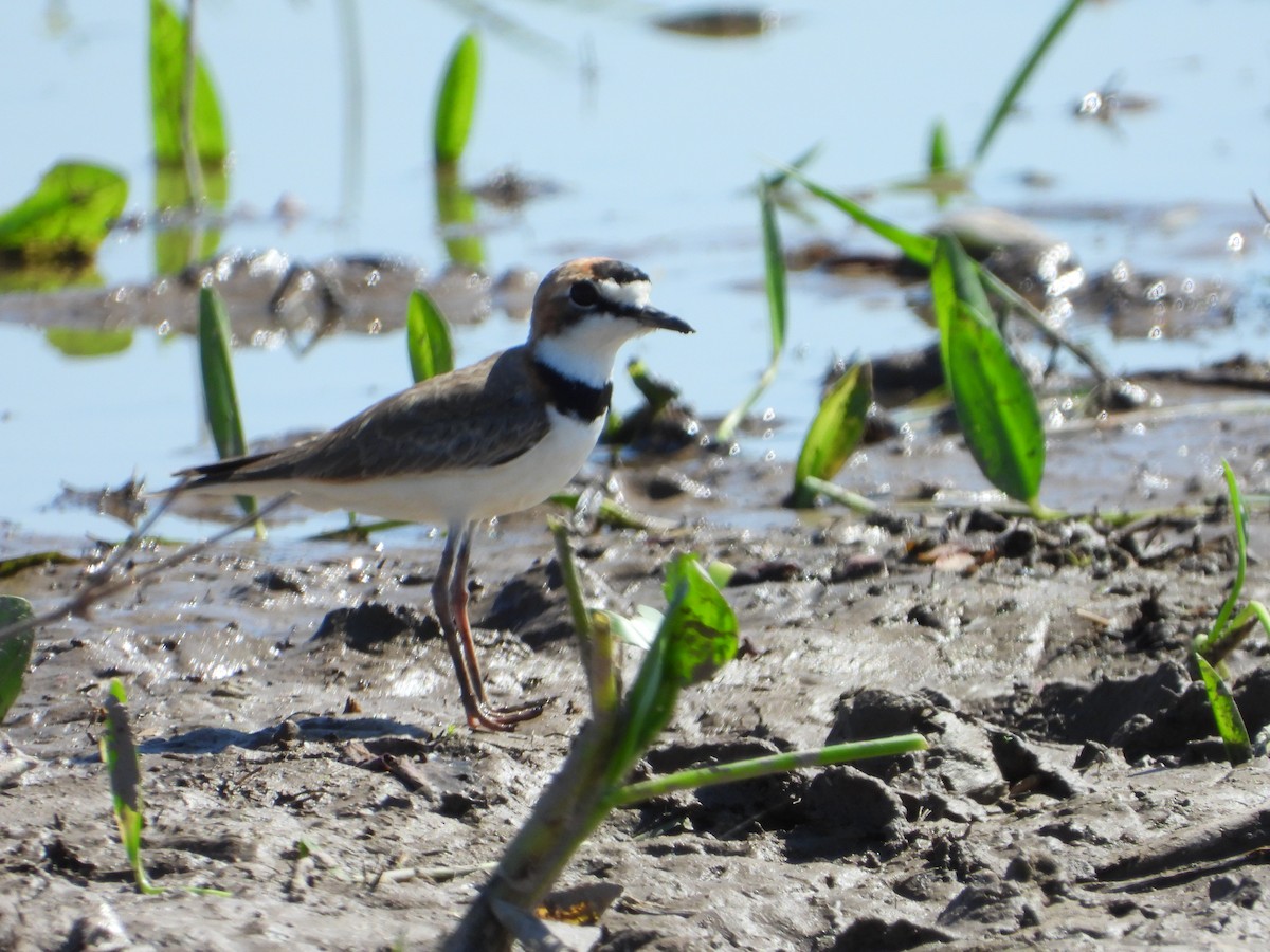 Collared Plover - ML619999435