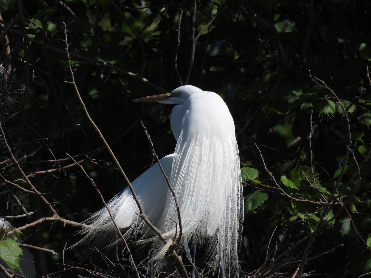 Great Egret - ML619999441