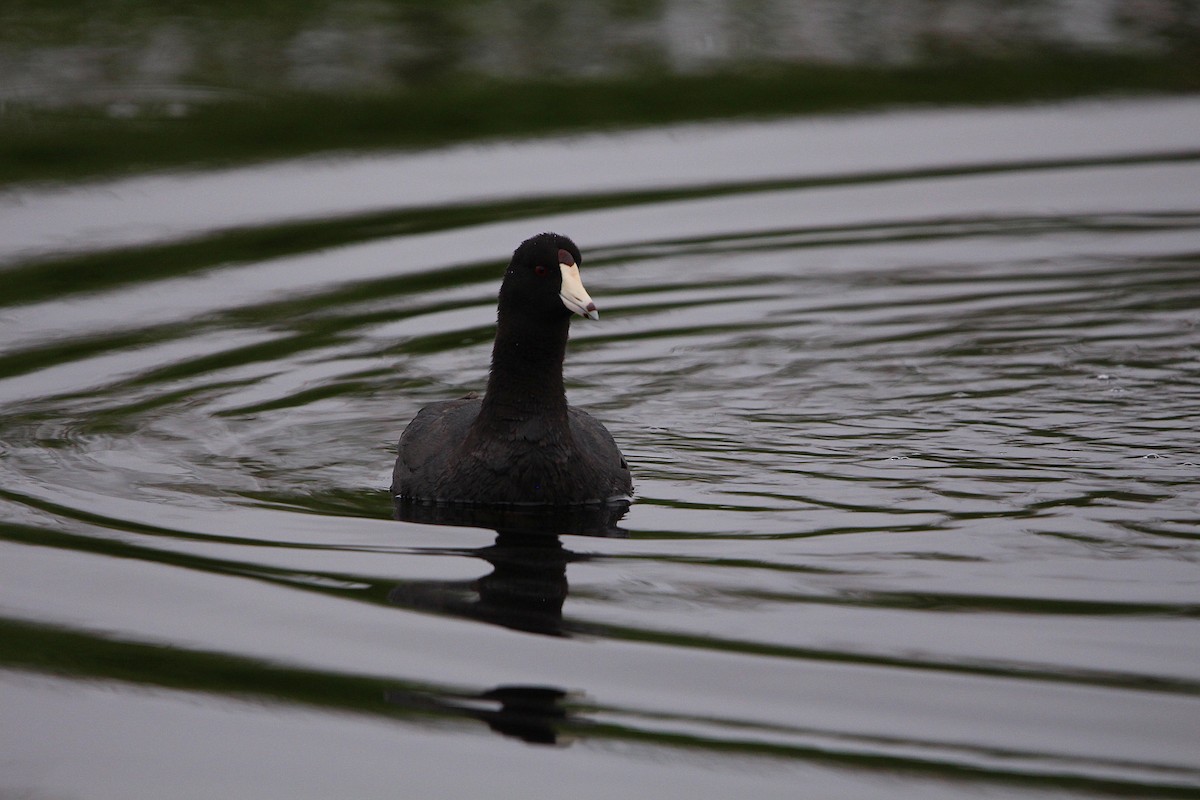 American Coot - ML619999444