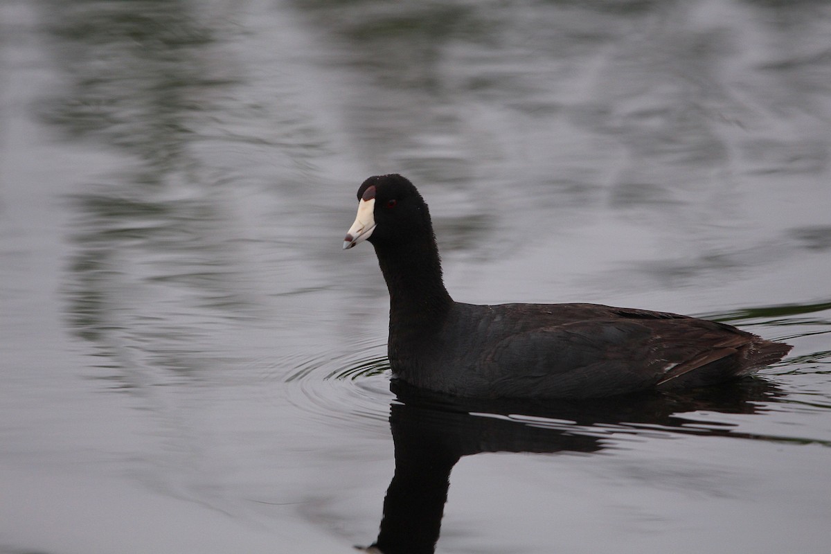 American Coot - ML619999448