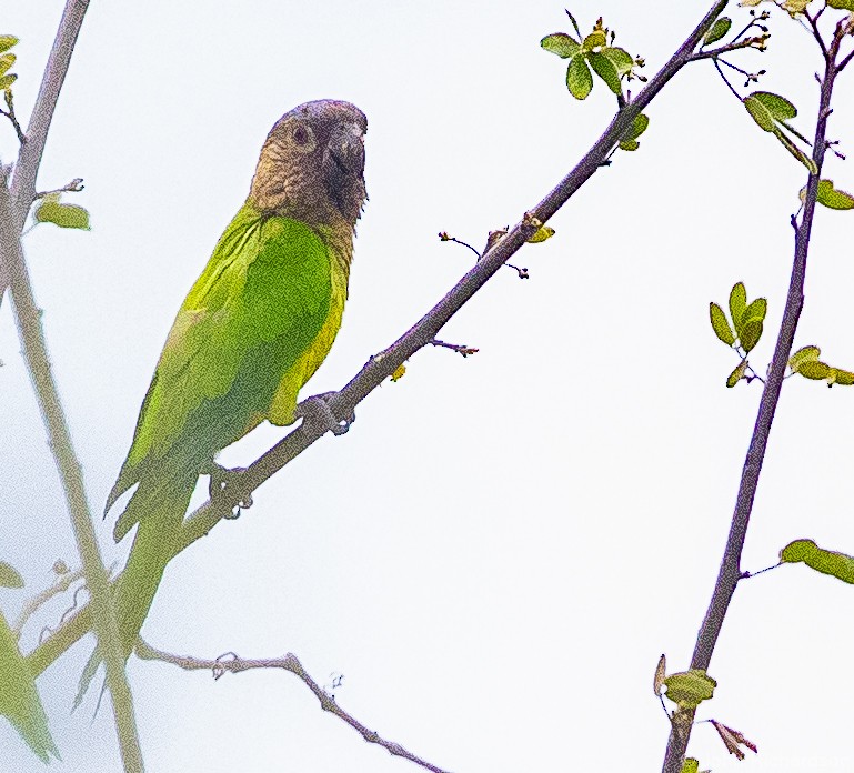 Brown-throated Parakeet - ML619999451