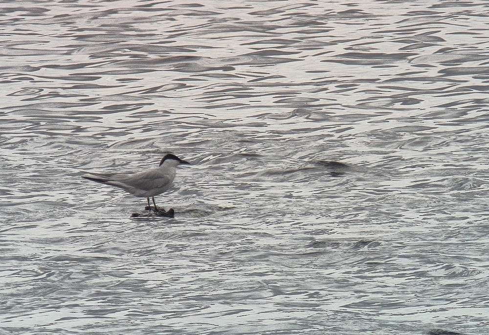 Gull-billed Tern - ML619999455