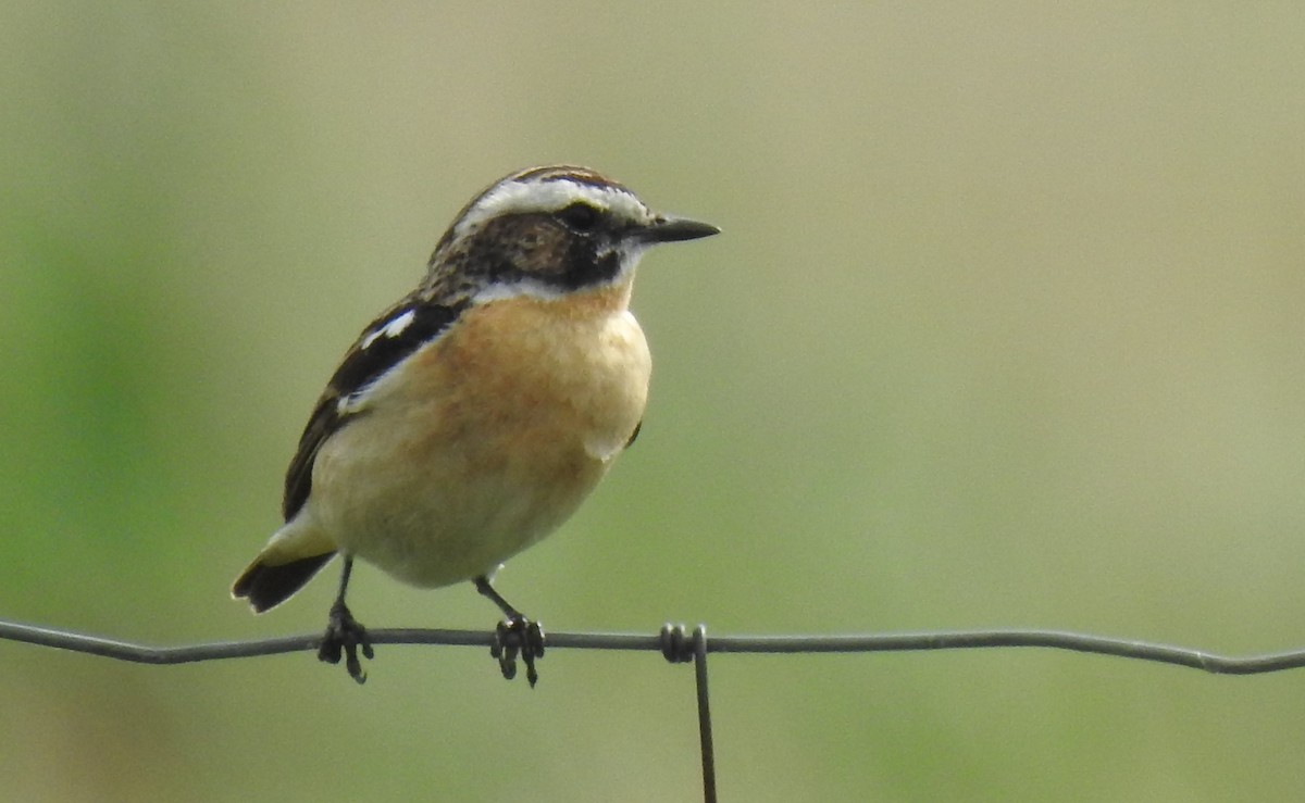 Whinchat - ML619999459