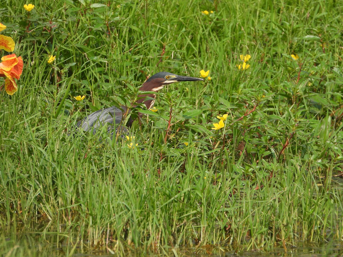 Green Heron - ML619999501