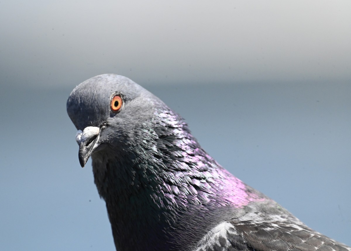 Rock Pigeon (Feral Pigeon) - ML619999504