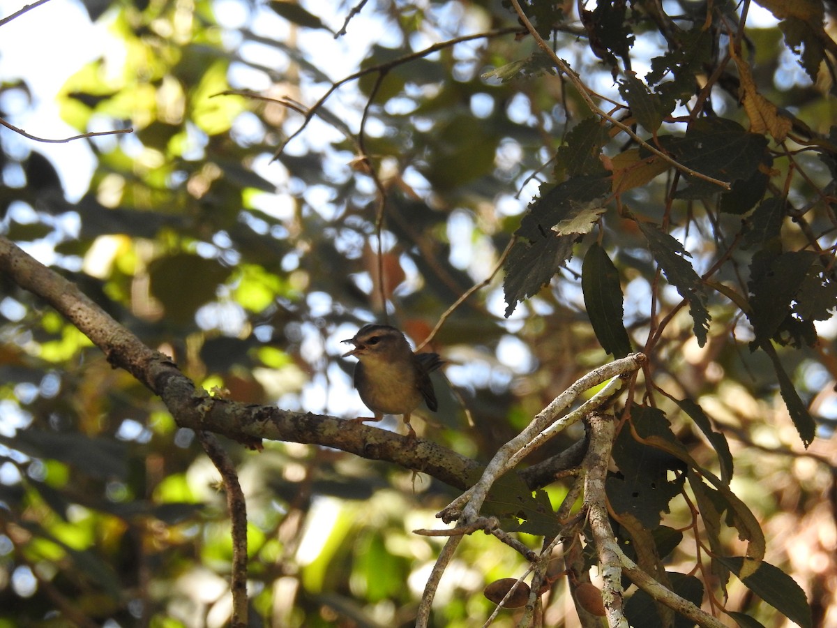 Golden-crowned Warbler - ML619999505