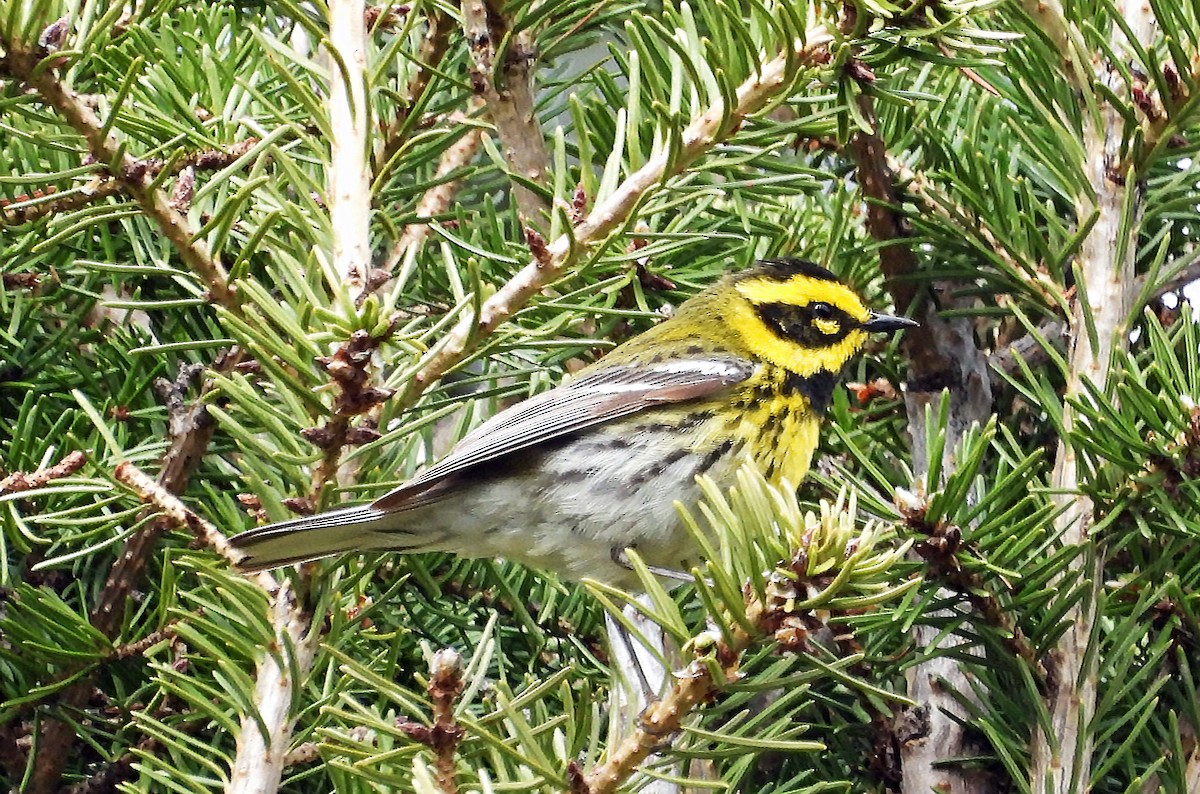 Townsend's Warbler - ML619999511