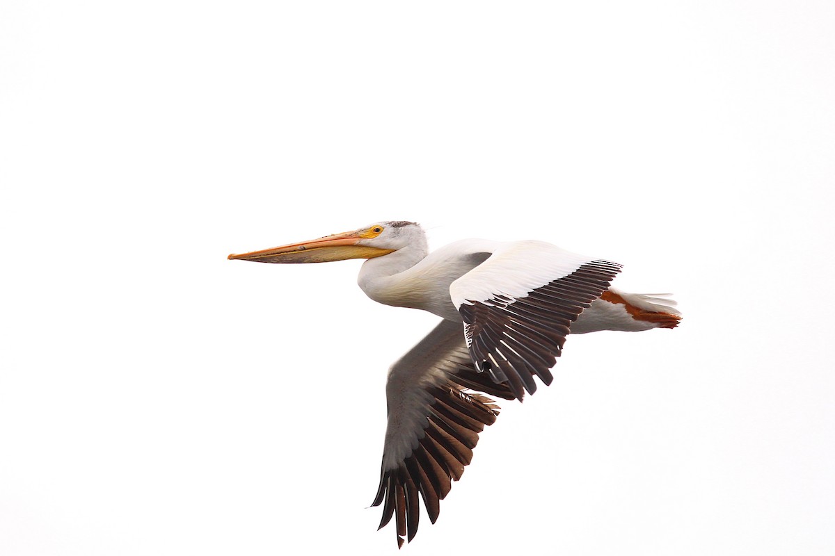 pelikán severoamerický - ML619999517
