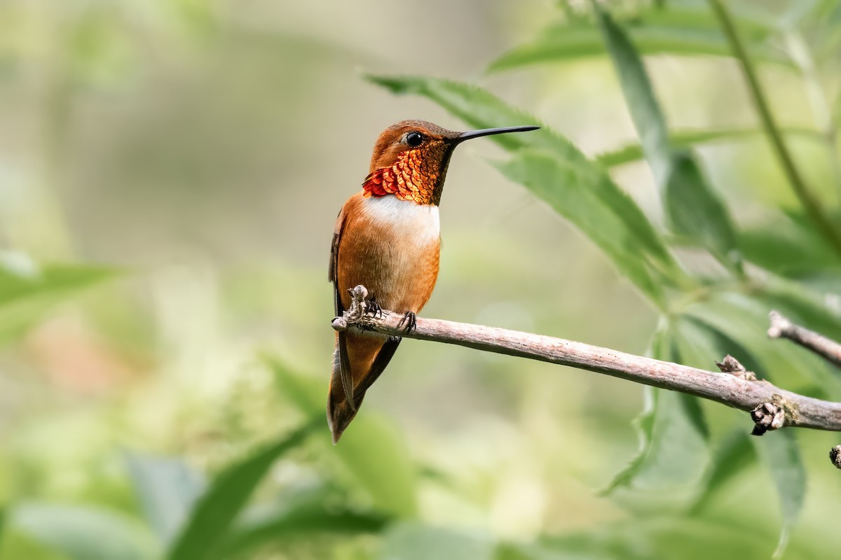 Rufous Hummingbird - ML619999519