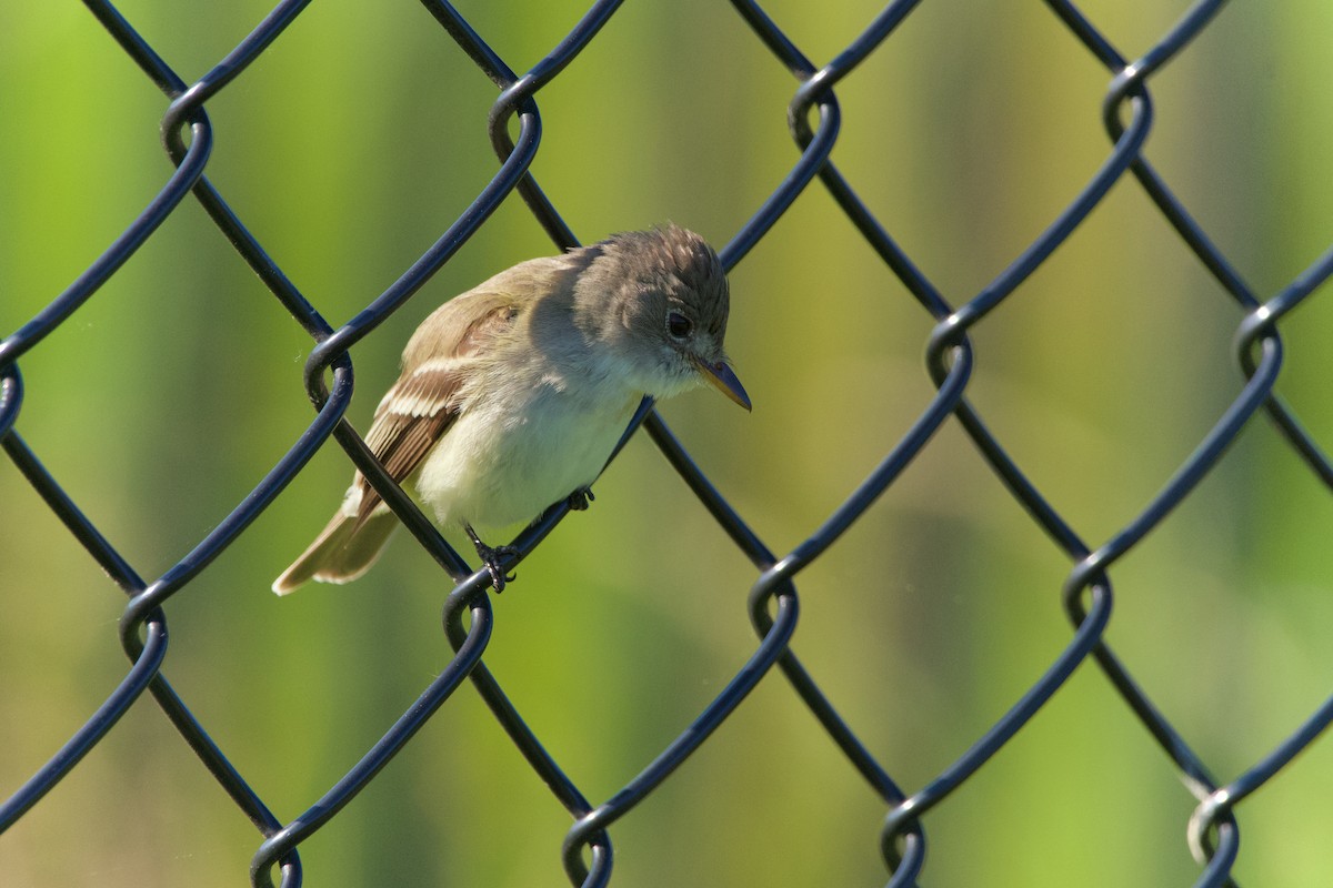 Willow Flycatcher - ML619999525