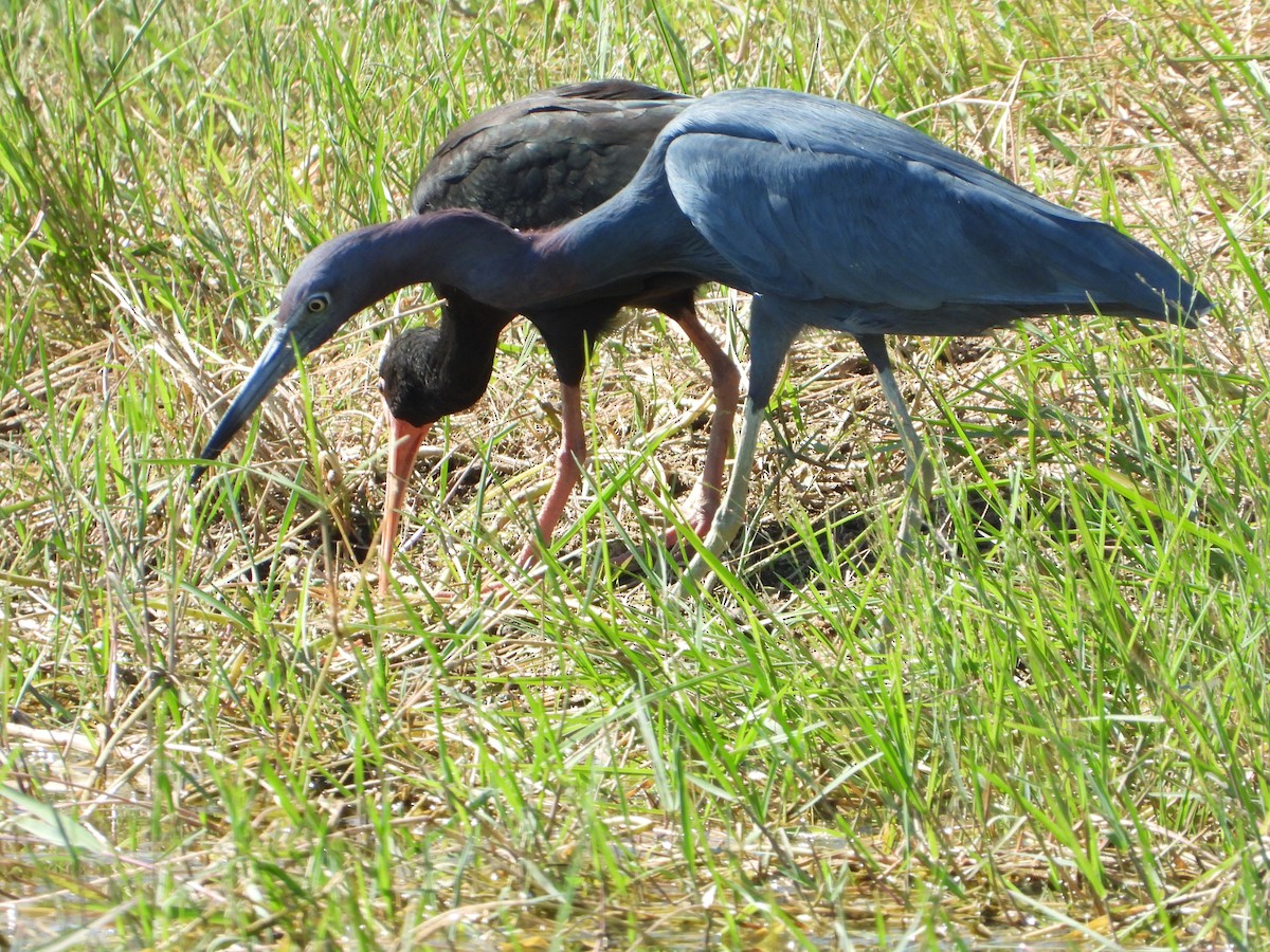 Little Blue Heron - Rogerio Eduardo  Almeida Barboza