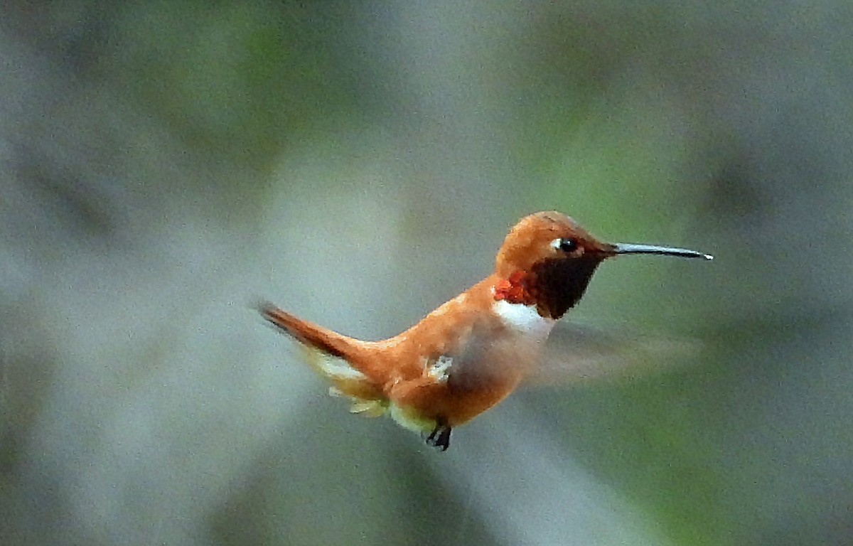 Rufous Hummingbird - ML619999545